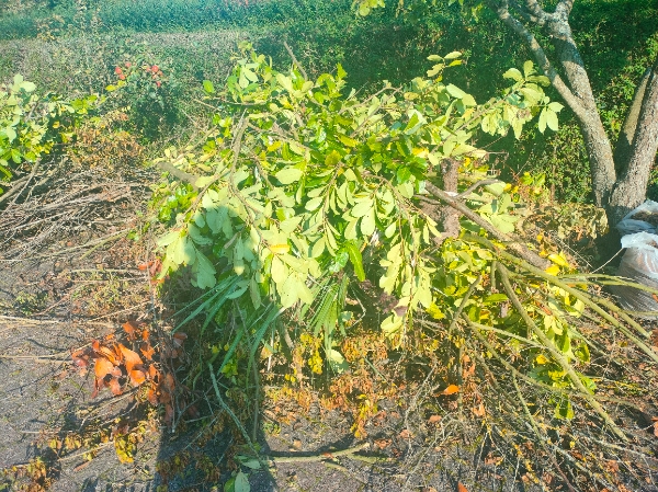 Afhentning af 6 bunker haveaffald.