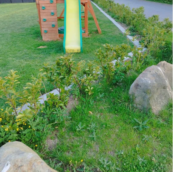 lugning/Fjernelse af ukrudt ved hæk 