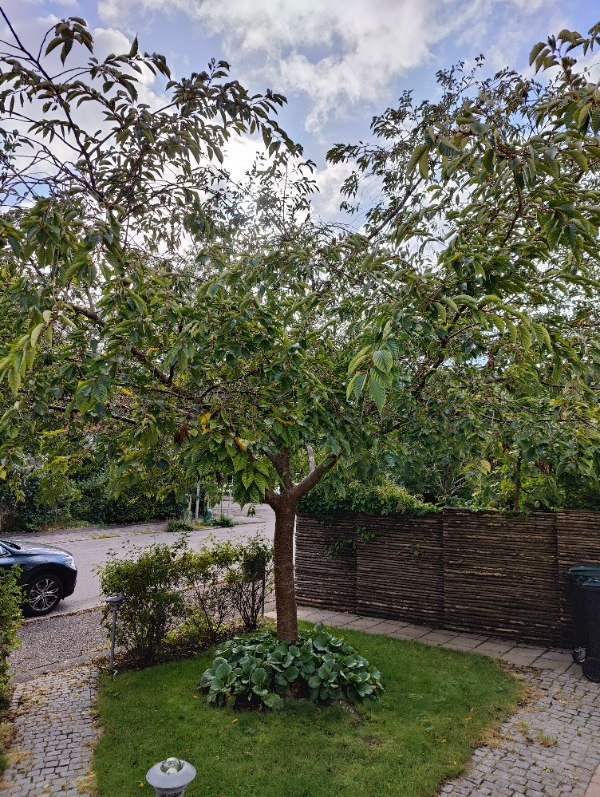 Beskæring af kirsebærtræer