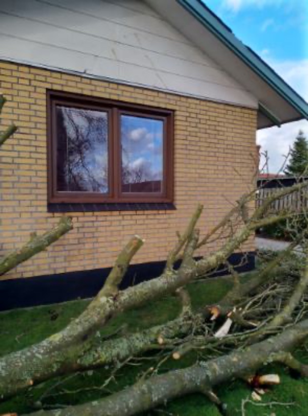 Beskæring/skovning af væltede træer