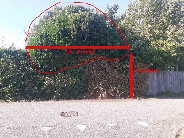 Klipning af efeu der starter 2,3 m fra jorden. Hele hækstykket måler 3,5 x 3 meter, men kræver stige