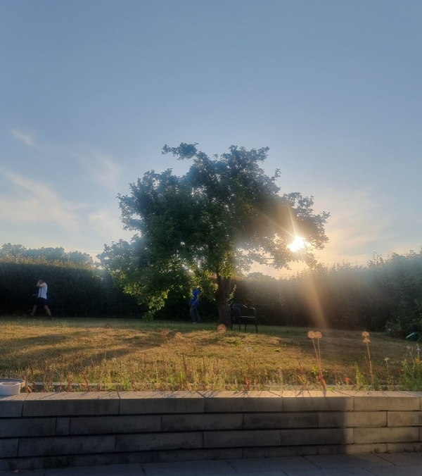 Beskæring af æbletræ