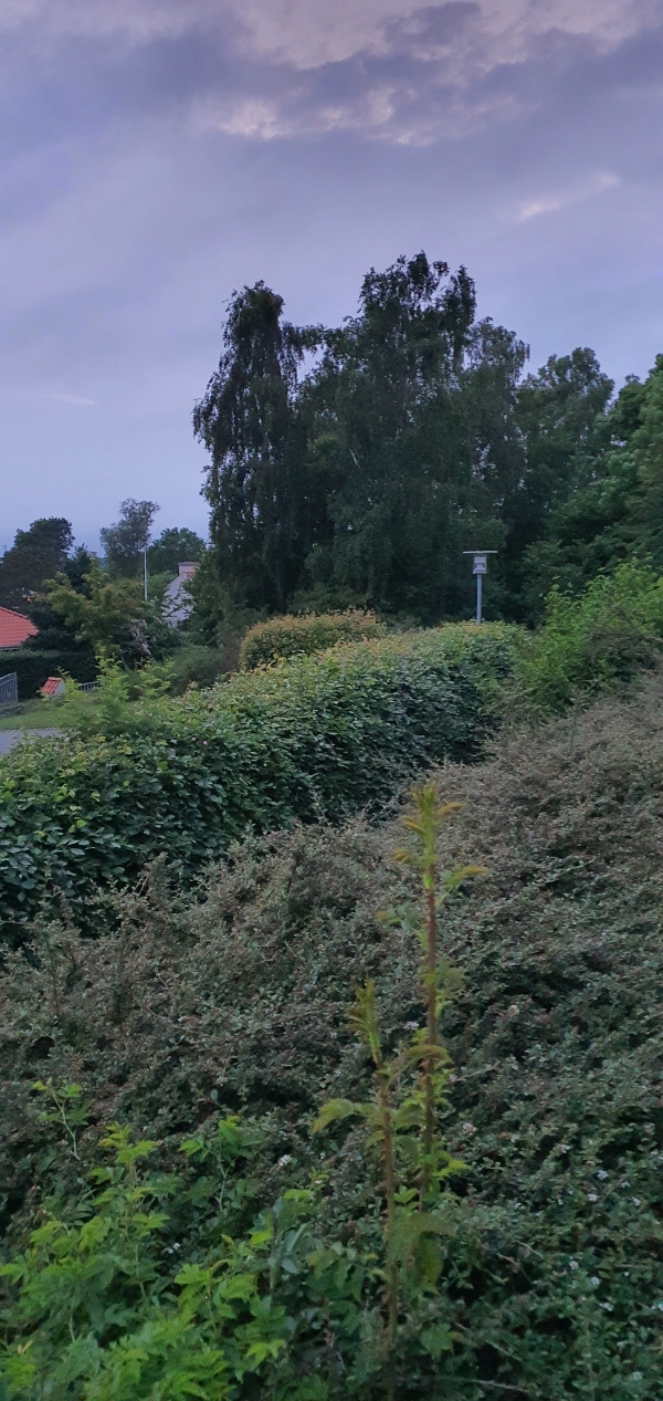 Beskæring af bøgehæk