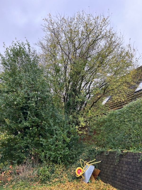 Beskæring af en række træer