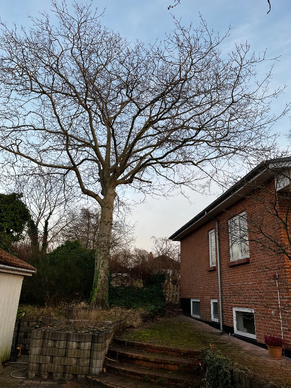 Fældning af 1 træ og beskæring af 1 træ