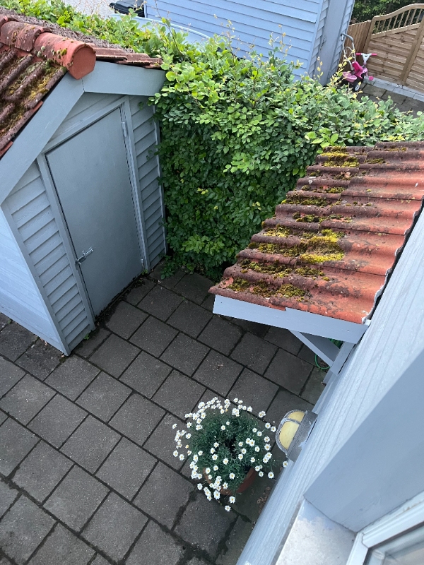 Klipning af hæk og småopgaver