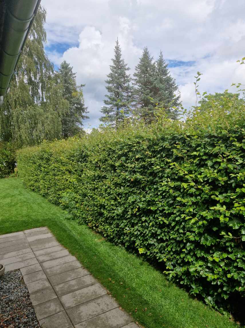 Ca 130 meter hæk skal klippes og affald køres væk