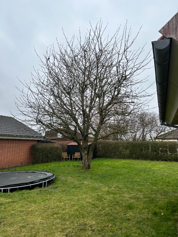 Beskæring af kirsebærtræ