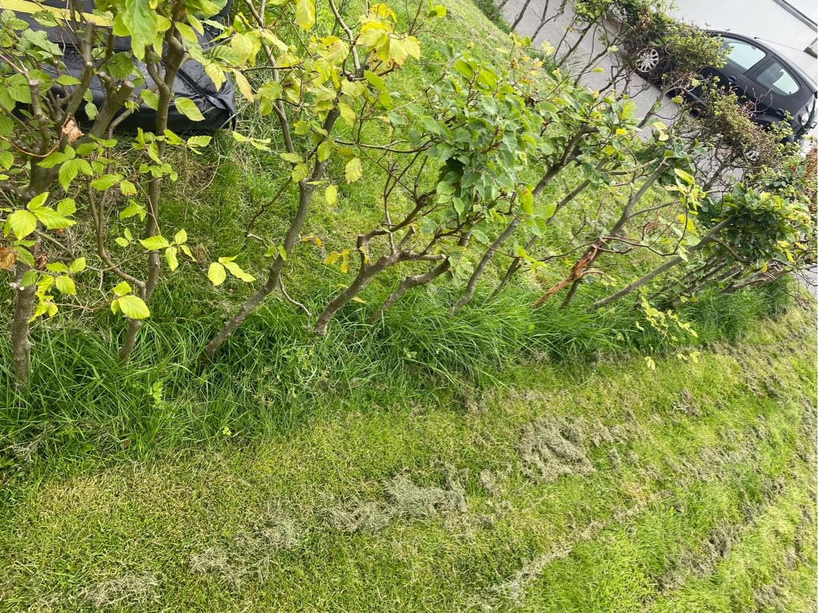 Fjerne 25 meter ukrudt under hæk