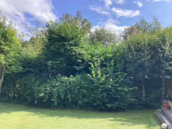 Beskæring af hæk og buske