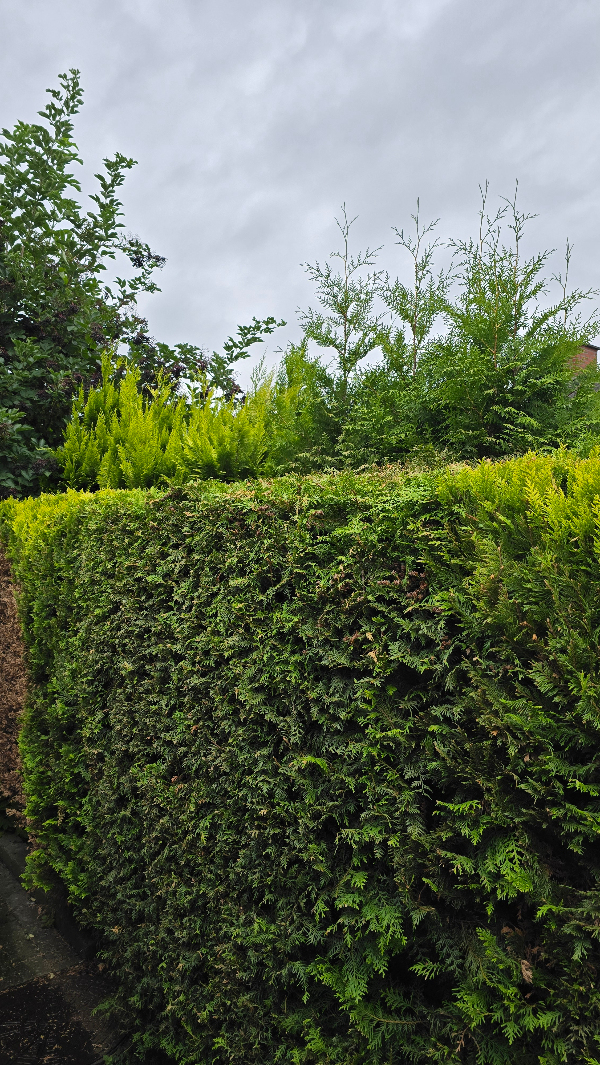 Klipning af top af hække