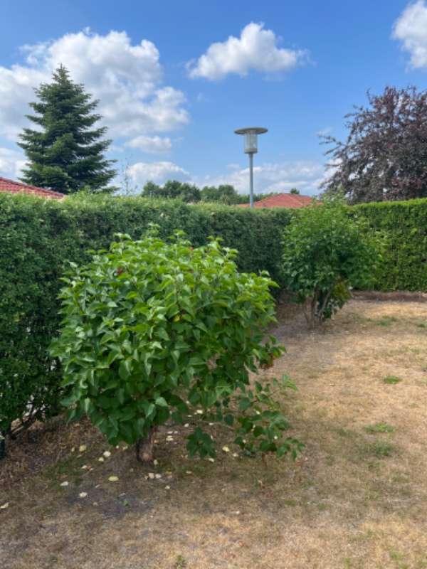 Havearbejde, klipning af hæk, beskæring af træer, fjerne ukrudt