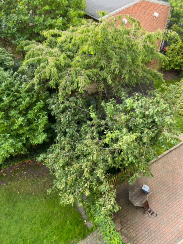 beskæring af elmetræer snarest