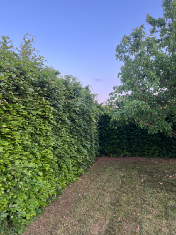 Klipning af bøgehæk