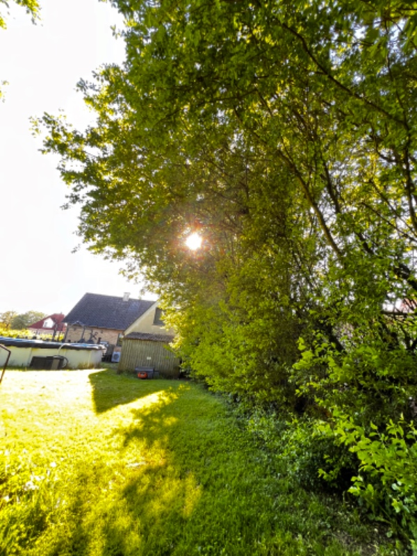 Beskæring og bortskaffelse af hæk