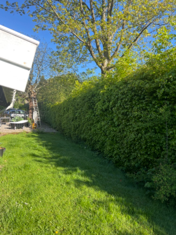 Beskæring og bortkørsel af hæk