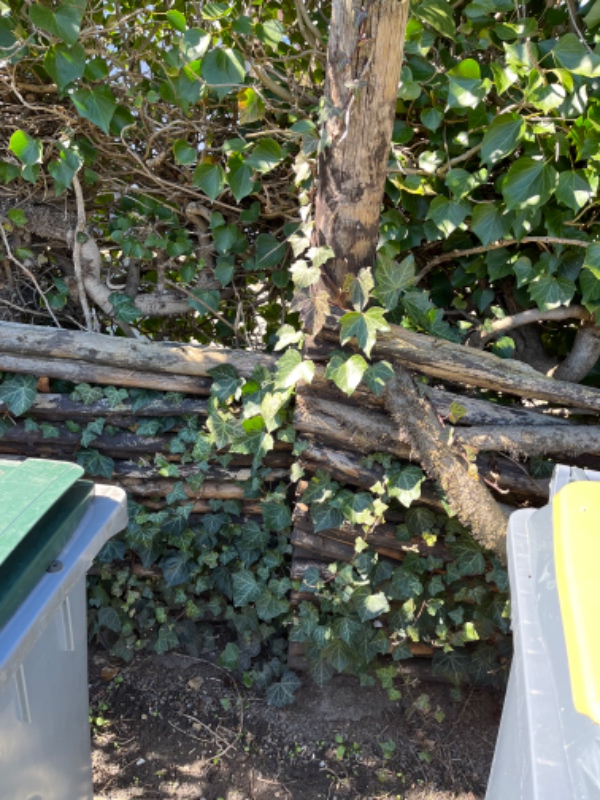 Fjernelse af raftehegn og efeu