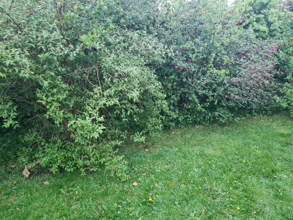 Fjernelse af store buske