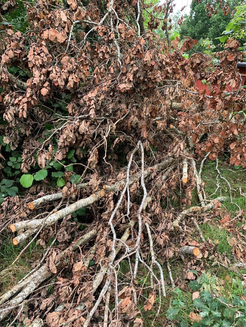 Skåret og fjernet et væltet egetræ. Grenene slæbes 75 m til allerede forberedt bål  og stammen skæres op i 35 cm stykker