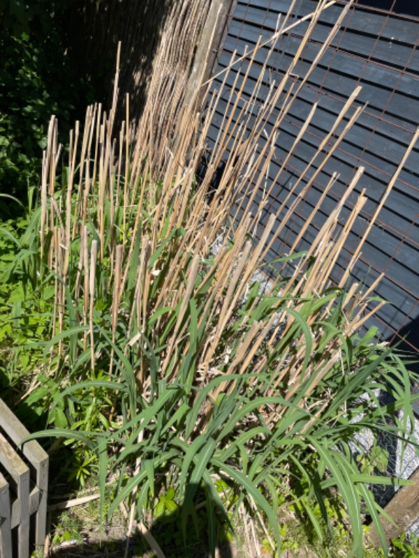 Fjernelse af træstammer og buske