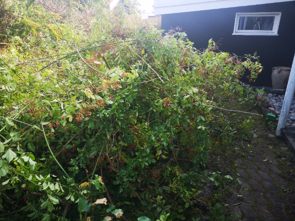 Afhentning af haveaffald