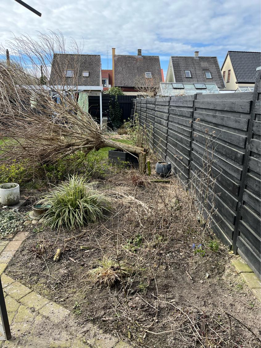 Fjernet det store træ og klargjort til græs