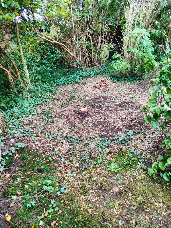 Anlægning af græsplæne