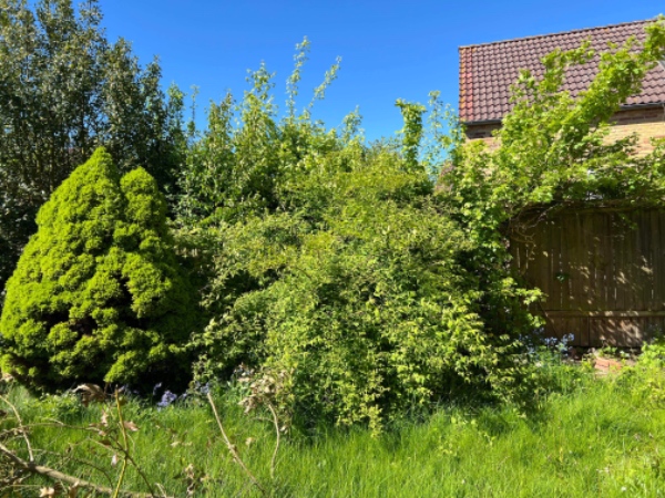Beskæring af store buske