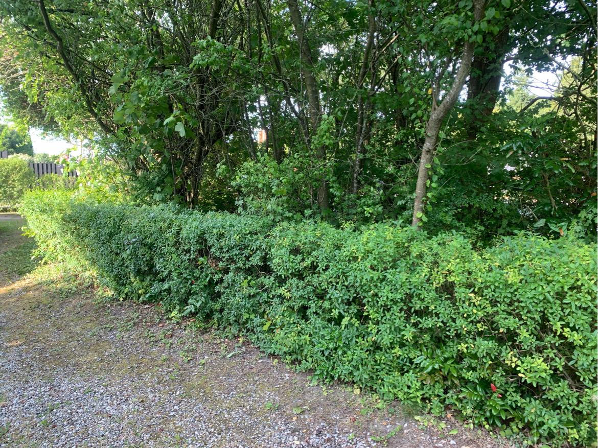 Beskærng af hæk og træer