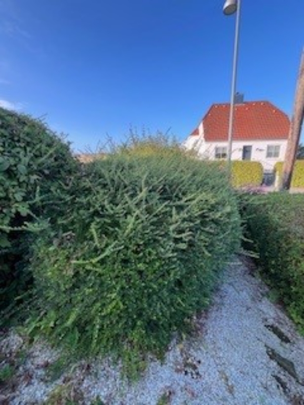 Store buske der skal fjernes