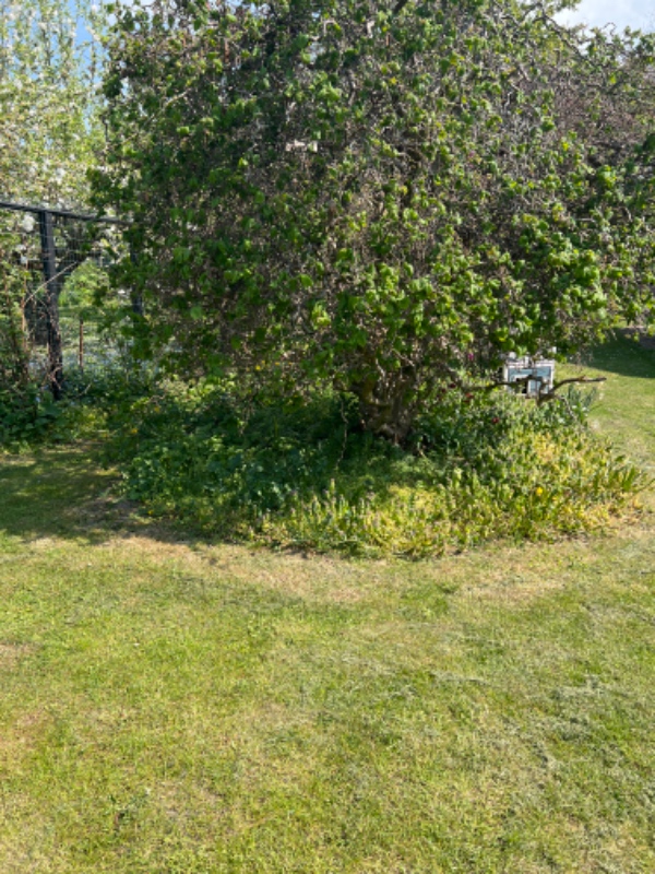 Forårs ukrudts rydning