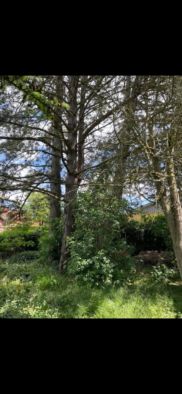 Vi har tre træer på vores grund på ca 10-15 m,  som skal fælles.