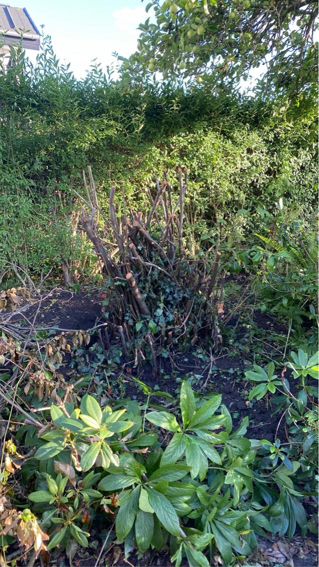 Træfældning + bortkørsel