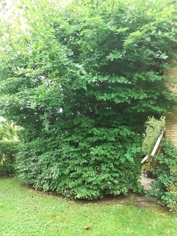 Nedskære bøgehæk og bortskaffelse