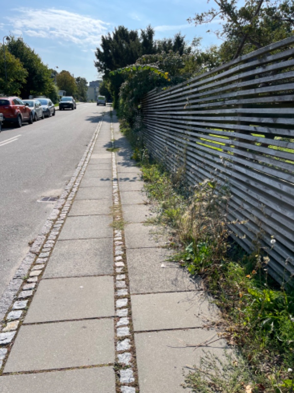 Luget ukrudt langs hegn