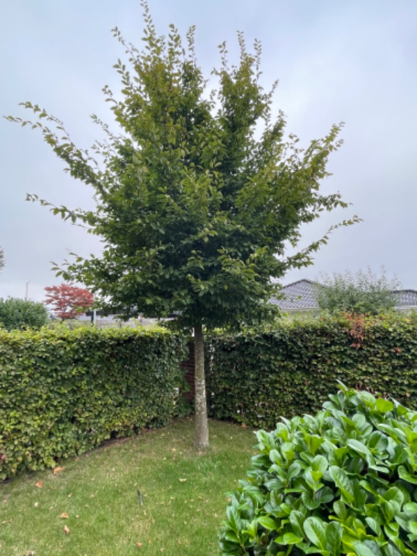 Beskæring af træer