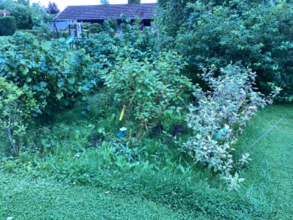 Luge ukrudt, klippe et lille stykke græs