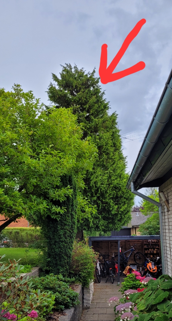 Topkapning af stor taks, den skal ned i stykker