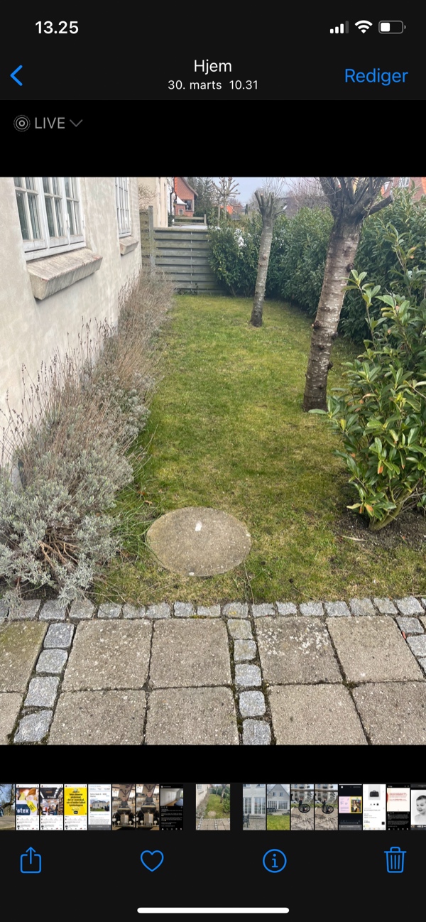 Fjernelse af træ og stub