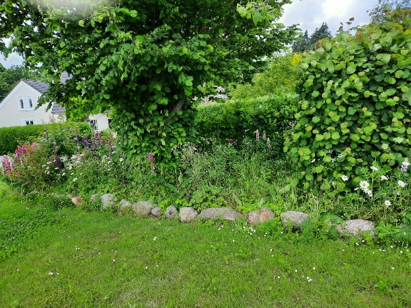 Håndlugning af stort forsømt bed