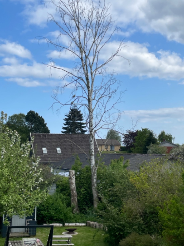 Fældning af birketræ der er dødt