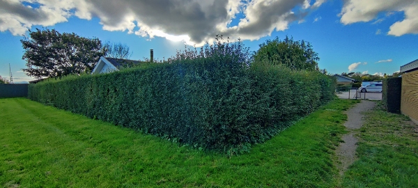 Hækkeklipning og bortkørsel af affald