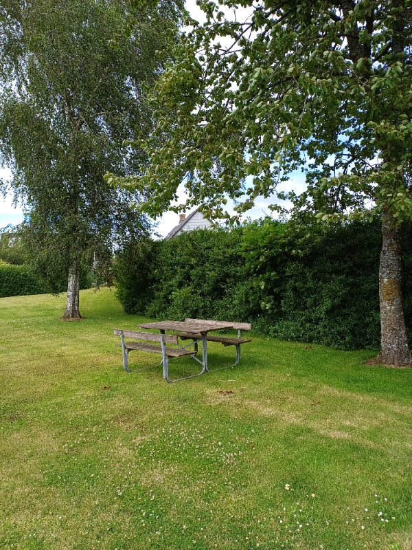 Klipning af ligusterhæk