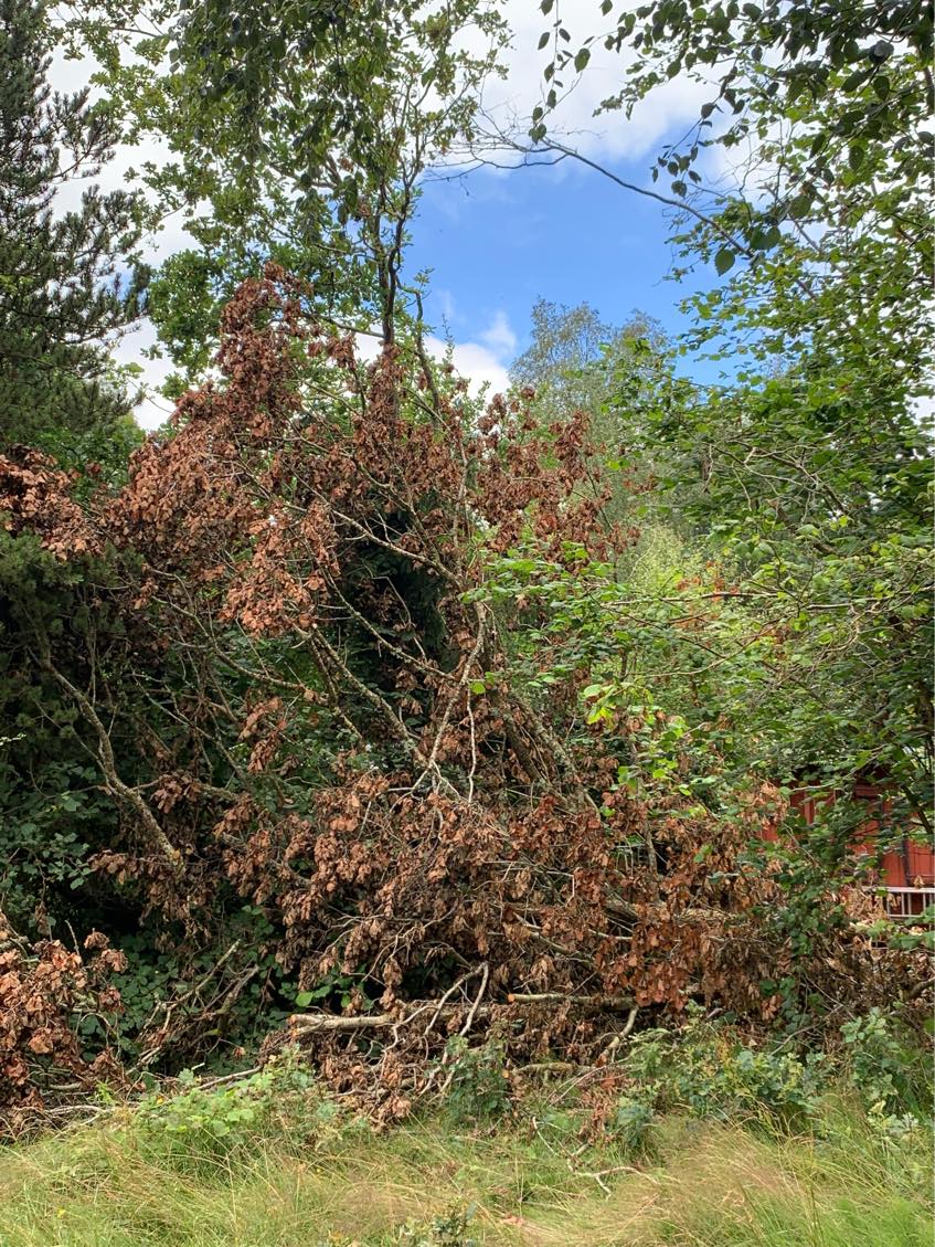 Skåret og fjernet et væltet egetræ. Grenene slæbes 75 m til allerede forberedt bål  og stammen skæres op i 35 cm stykker
