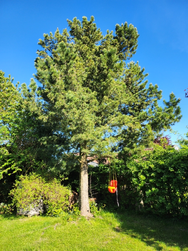 Beskæring og fældning af træer