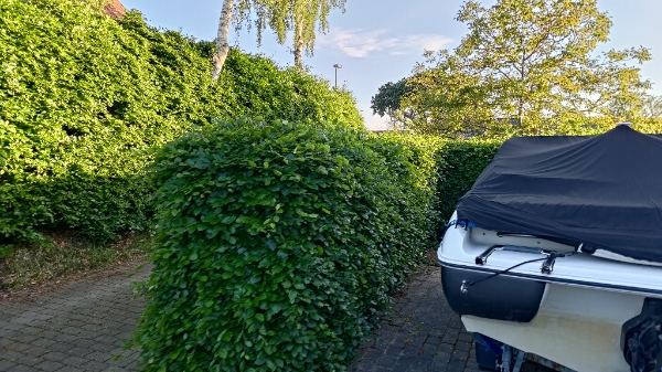 Klipning og bortskaffelse af hæk