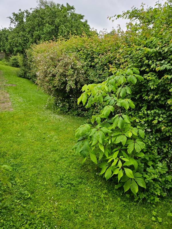 Hækklipning og beskæring