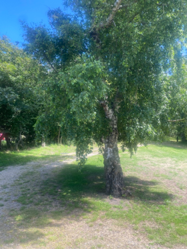 Opstamning af birketræ