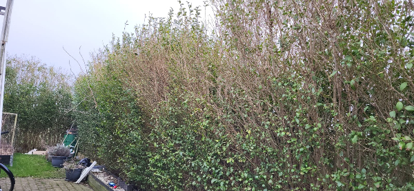 Beskæring af 50m hæk