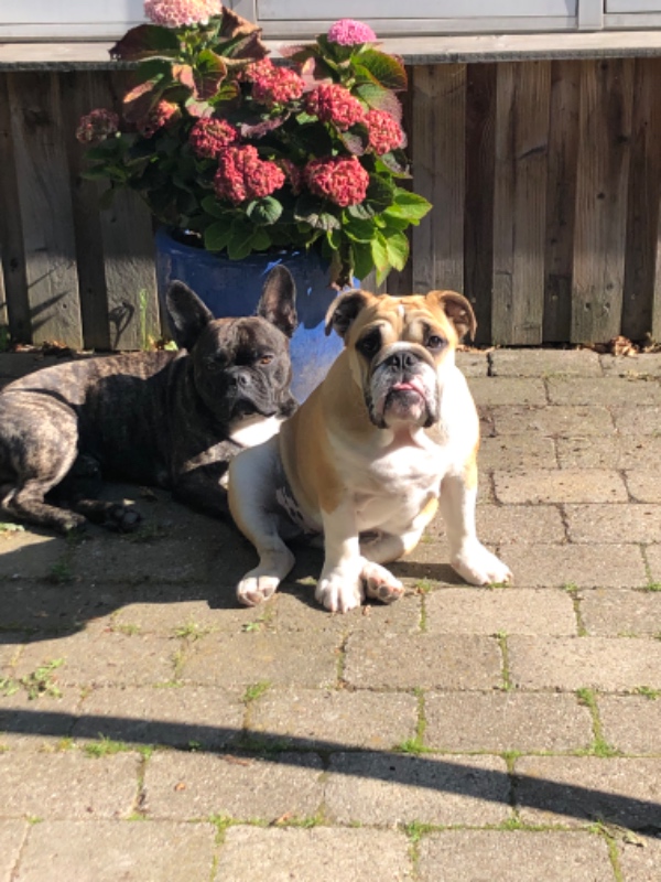 Hundepasning i vores hjem